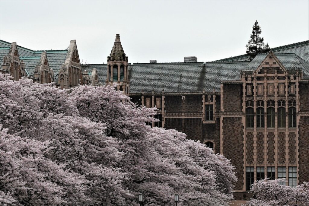 historic building with flowering trees in the foreground