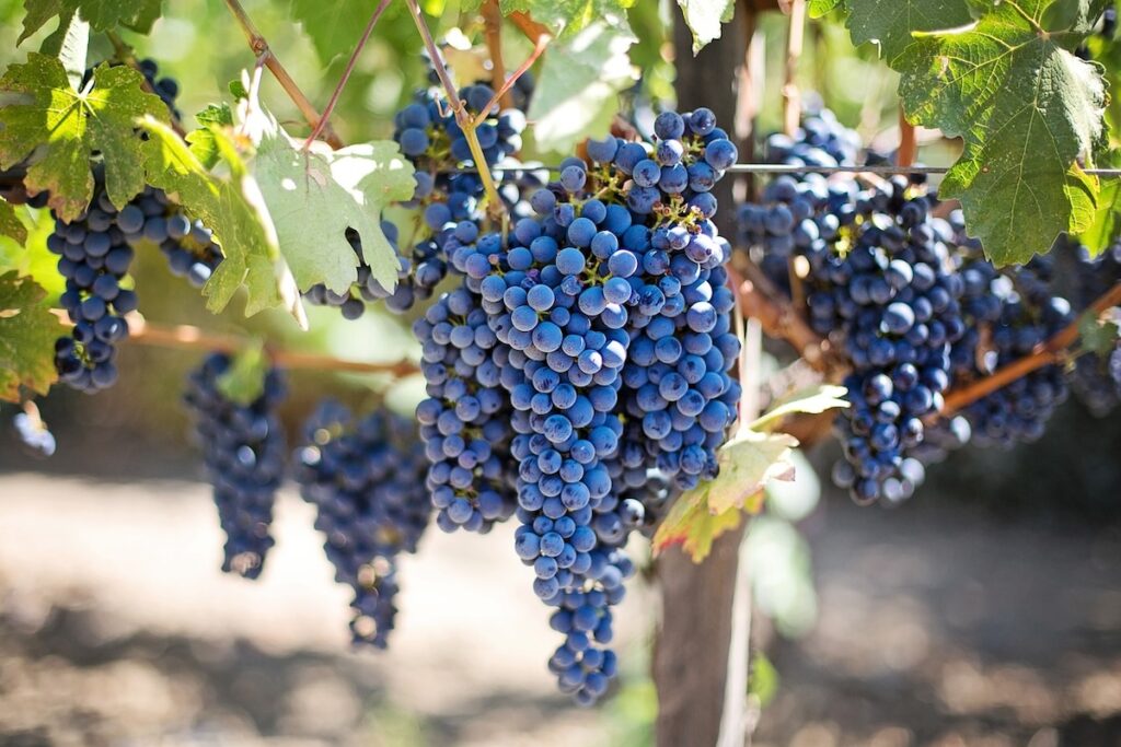 grapes on a vine in a vineyard
