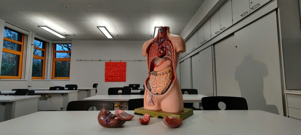 anatomy model sits on a desk in classroom