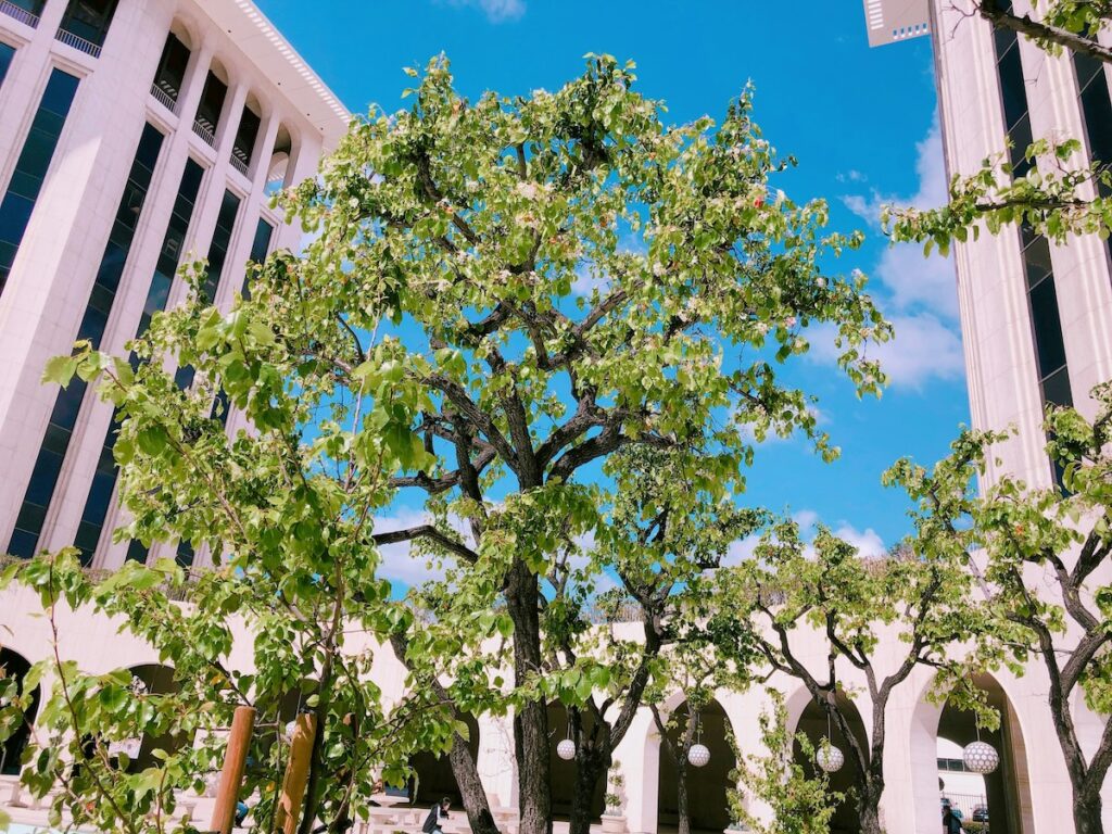 green tree in front of california buidling