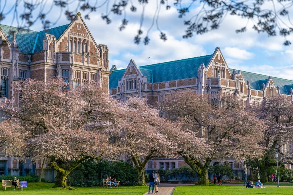 old building surrounded in flowering trees at the University of Washington