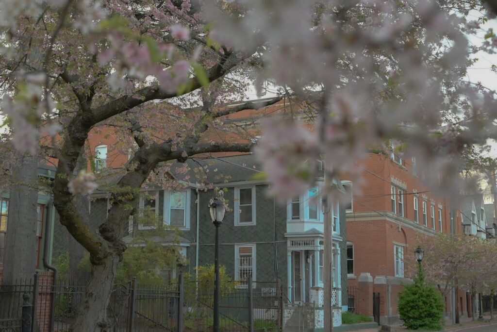 Yale University campus buildings with cherry blossoms in the foreground