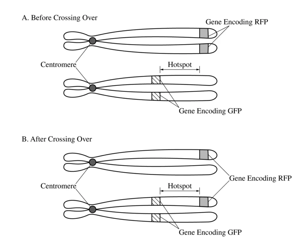 AP Bio FRQ Figure 1